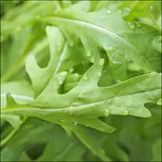 Rocket - Windsor seeds