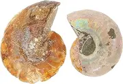 ERINGOGO 2pcs Ammonite Mark Specimen Fossilized Paleontology Link Adults Ornaments Decorations Educational Plaything Student Teaching Table Adornment Sample Model Decor Teaching Tool