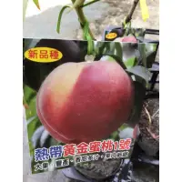 在飛比找蝦皮購物優惠-★綠霖園藝★熱帶黃金蜜桃1號嫁接苗高度40公分 觀賞植物/水