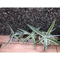 在飛比找蝦皮購物優惠-龍舌蘭 agave 翠玉龍覆輪