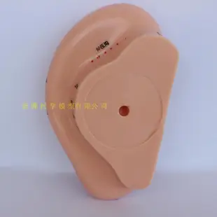 ♥❤包郵特大耳針模型耳針灸模型耳穴模型耳朵穴位模型22cm