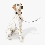 Kate Spade Black and White Polka Dot Pet Collar and Leash Set- Size M/L