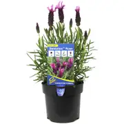 140mm Lavender Sensation Rose - Lavandula pedunculata 'Senros'
