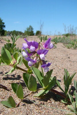 Lathyrus japonicus Willd. ssp. maritimus, Beach Pea or Sea Pea, 100 SEEDS!!