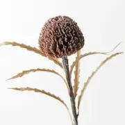 Artificial Australian Native Sawtooth Round Banksia Praemorsa Flower Stem - C...