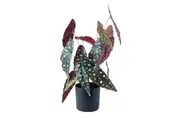 Rogue Spotted Begonia-Garden Pot Handcrafted Artificial Ornamental Faux Flower Plant Home Decor Green