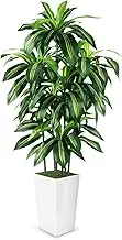 Lenamos Dracaena Silk Plant Artificial 6ft(180cm) Faux House Plants with Leaf Margin Fake Yucca Palm Trees in Pot Realistic Dragon Tree for Living Room Home Office Decor Indoor Outdoor