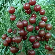 Tomato Black Cherry 50 Seeds Vegetable Garden Spring Summer