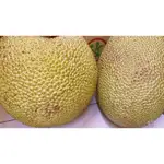新鮮菠蘿蜜/波羅蜜 一斤35元