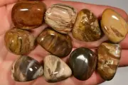 *BULK BUY* 150g PETRIFIED WOOD Tumbled Stones 10pce Natural Healing Crystal