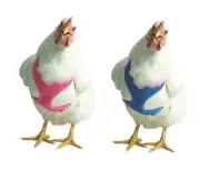 Chicken Harness for chickens ducks & geese XS - M award winner Choice of 5 color