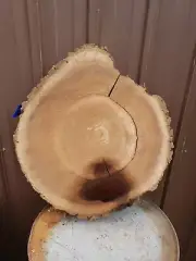 Black Walnut Shaped thick round slice cookie Live Edge Slab table top dry #42