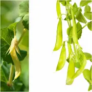 Pea - Golden Podded seeds