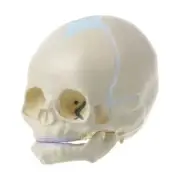 1: 1 Human Fetal Baby Infant Medical Skull Anatomical Skeleton Model Teaching Su