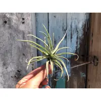 在飛比找蝦皮購物優惠-空氣鳳梨 迷你樹猴 Tillandsia streptoca