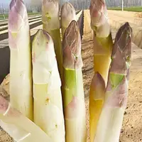在飛比找蝦皮購物優惠-灣灣超高產蔬菜 蘆筍種子 種一次 多年採摘 蔬菜之王