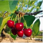 澳洲紅寶石櫻桃嫁接苗！熱帶平地品種、隔年結果！5寸盆