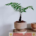 花盆 花器 種植盆 有孔 陶瓷花器 手工陶盆粗陶塊根觀景高腳缽透氣高腳帶托盤桌面陶瓷花盆