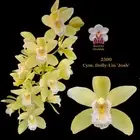 100mm Cymbidium Orchid clone Dolly-Lin 'Josh'