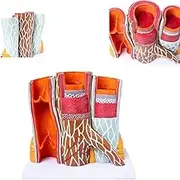 CHROX PVC Vascular Model, 14-Fold Increase of Arterial Vein Structure Anatomical Model Blood Vessel Model Arterial Vein Medical Teaching Model