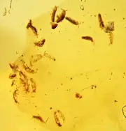 Large swarm of Collembola (Springtail), Fossil inclusion in Burmese Amber