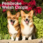 Welsh Corgis Pembroke Wall 2024 Calendar Stylish Collectible Gift