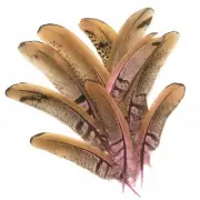 Under 6" Reeves Pheasant Tail Feather x 10 pcs - Pink