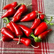 Chilli - Little Hottie F1 seeds