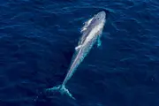 Whale Watch the Big Blue Whale - Fremantle