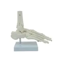 在飛比找蝦皮購物優惠-Love* 人體足部骨骼模型真人大小的醫學解剖足部和腳踝模型