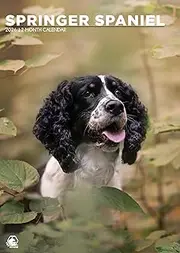 Springer Spaniel Calendar 2026 – Celebrate the Joyful Energy of Your Favorite Companion