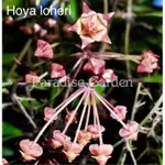 【天堂花園】HOYA LOHERI│毬蘭│觀葉植物│盆栽