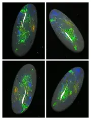 Lightning Ridge Black Opal 1.30ct