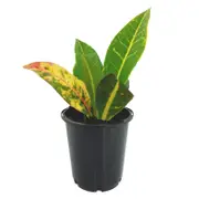 70mm Croton Petra - Codiaeum variegatum