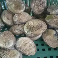 在飛比找蝦皮購物優惠-<Seafoods海鮮>南非活鮑魚70-90克