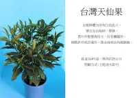 在飛比找Yahoo!奇摩拍賣優惠-心栽花坊-台灣天仙果售價150特價120