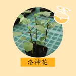 洛神 | 洛神花 | 玫瑰茄 | 洛神葵 | 3吋 | 實生苗