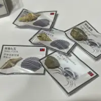 在飛比找蝦皮購物優惠-［鮖䖨］台灣本土化石 貝殼化石 螃蟹化石