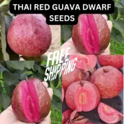 VERY RARE THAI RED GUAVA DWARF 30+ S.E.E.D.S (Psidium guajava) FREE SHIPPING