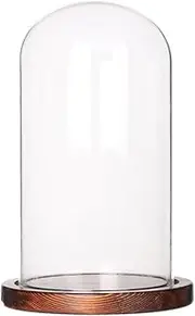 Moonlear Glass Display Dome Cloche Tabletop Display Case (Cofee Wood Base, Dia3.9 x H7)