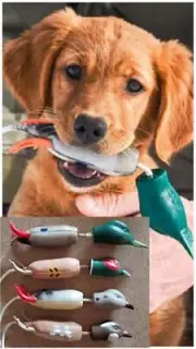 Dokken Deadfowl Trainer Puppy Pheasant