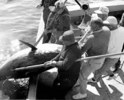 1967 International Tuna Cup Match In Nova Scotia Canada 1967 Old Fishing Photo