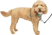 PetSafe 3 in 1 Dog Harness - No Pull Solution for Dogs - Reflective Dog Harness - Front D-Ring Clip Helps Stop Pulling - Comfortable Padded Straps - Top Handle Enhances Control - Teal - Small
