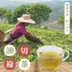 <常溫>【大江生鮮】<油切綠茶> 冷泡茶包.隨身包.原葉三角茶包