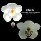 Cymbidium flasks of GB2302( Angel Era 'Maiden' x Cronulla Pearl ‘X’ )
