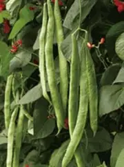 Bean Climbing Scarlet Emperor 20 Seeds