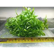 Micro Java Fern - Rare (50 Cent Portion Size) For Fish Shrimp Snail Tank Aquarium