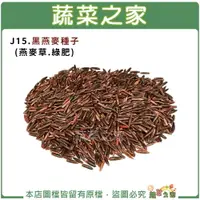 在飛比找樂天市場購物網優惠-【蔬菜之家】J15.黑燕麥種子(燕麥草.綠肥)(有藥劑處理)