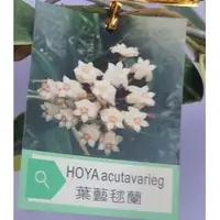 在飛比找蝦皮購物優惠-玫森 葉藝毬蘭 毬蘭 3.5-4吋盆 觀花植物