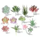 Greenery Decor Collection 12 Artificial Mini Succulents (62 characters)